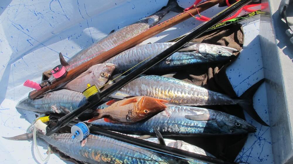 Aussie Reels at Diversworld Spearfishing Cairns Australia